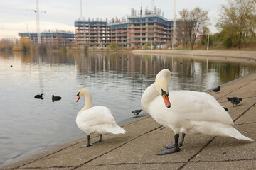 Two swans clean their feathers at the edge of a lake in Bucharest city.
