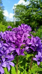 Fototapeta premium Genti Blue Clustered Bellflower flowers, beautiful purple flowers in the garden close-up side view