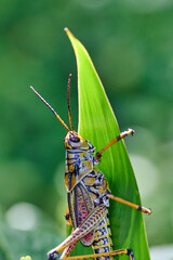Lubbar Grasshopper on a leaf