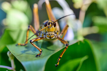 Lubbar Grasshopper on a leaf