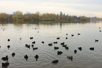 Large group of Eurasian coot, fulica atra swimming on a lake.
