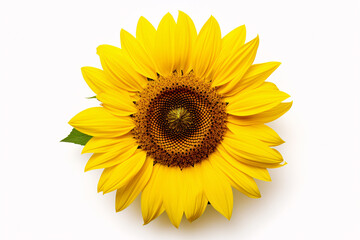 Fototapeta premium Single sunflower on white background