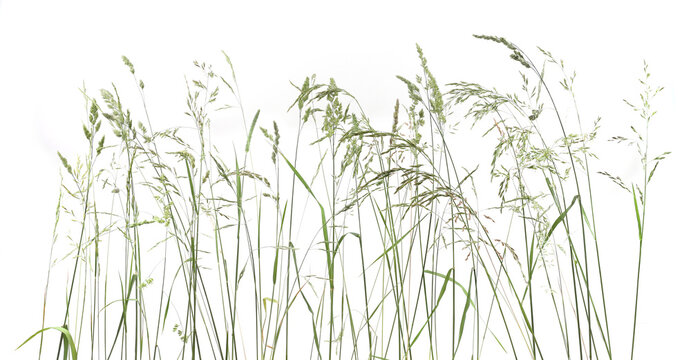 Bent grasses spikelet flowers wild meadow plants isolated on white background. Abstract fresh wild grass flowers, herbs.
