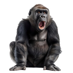 Fototapeta premium Detailed image of a ferocious gorilla with an open mouth, isolated on a transparent grid