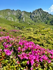 Fototapeta premium rhododendron flowers in the Carpathian mountains