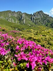 Obraz premium rhododendron flowers in the Carpathian mountains