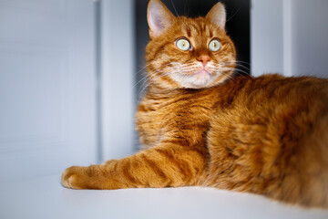 Adult ginger curious cat looking up