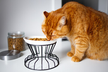 Ginger adult cat eating from bowl