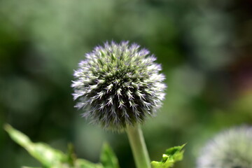 Nahaufnahme einer grünen Kugeldistel