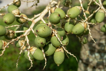 Obraz premium close up view of a bunch of betel nut palm, Areca catechu plant in the morning
