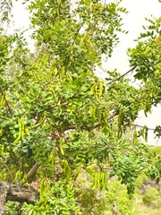 Carob trees ripening on the tree.

