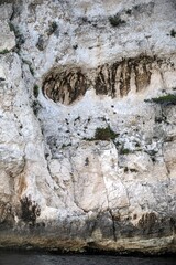 Cassis vertical cat face 