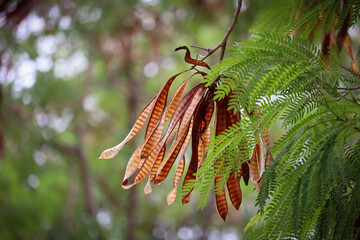 Dried Leucaena leucocephala leaves, seeds, and pods. Ideal for agricultural, medicinal, and...