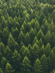 A forest of pine trees,High-Angle View