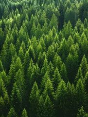 A forest of pine trees,High-Angle View