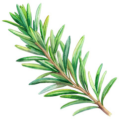 Fototapeta premium Rosemary herb isolated illustration.