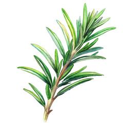 Fototapeta premium Rosemary herb isolated illustration.