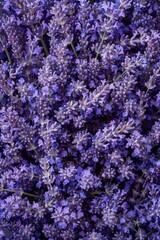 Lavender flowers texture background, lavandula perfume buds pattern, petals banner, fragrance lilac blossoms
