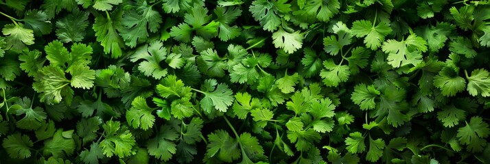 Coriander leaves texture background, cilantro leaf pattern, chinese parsley greens banner, spices, seasonings