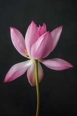Fototapeta premium Flower Photography, Nelumbo nucifera Ruby Star, Isolated on Black Background