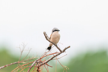 A red backed shrike is singing on the fence. The little bird. 