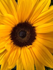 sunflower close up