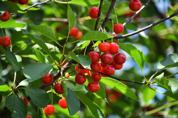 Cherries hanging on the branches of a cherry tree at harvest, ready to be picked