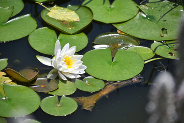 White waterlily flower floating with lily pads in a pond
