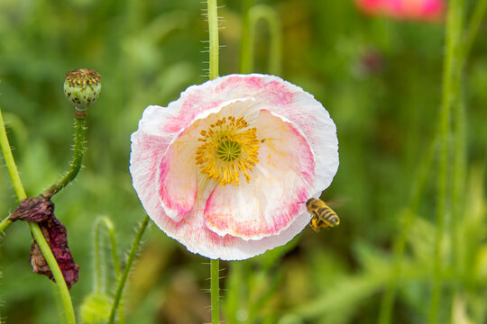 Delicate Pink and White Poppy with a Bee