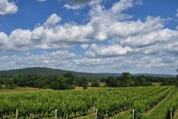 Fototapeta premium Rows of grapevines in a vineyard with mountains in the background, Virginia