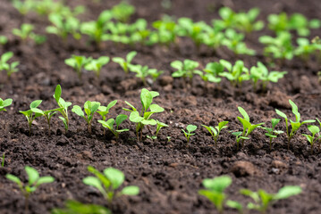 Small green sprouts on a vegetable bed.