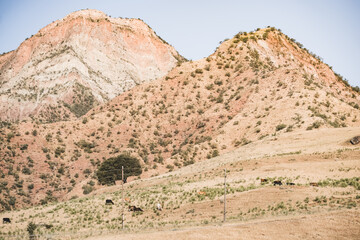 Yellow hills mountains covered with yellow grass vegetation in the mountains of Tajikistan