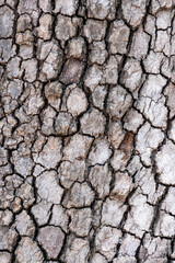texture of the bark of a tree