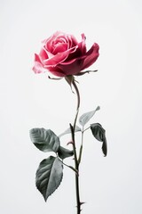 flower Photography, Eden Rosa copy space on right, Isolated on white Background