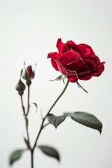 flower Photography, Eden Rosa copy space on right, Isolated on white Background