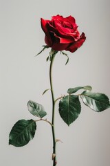 flower Photography, Hybrid tea rose, copy space on right, Isolated on white Background