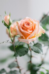 flower Photography, Hybrid tea rose, copy space on right, Isolated on white Background