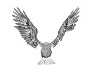 american bald eagle is attacking in white background rear view