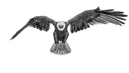 american bald eagle is attacking in white background front view
