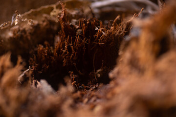 rot forming in the trunk of a tree wet texture