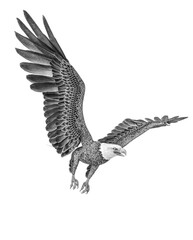 american bald eagle is flying out in white background side view