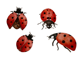Set  of four isolated watercolor elements ladybugs 