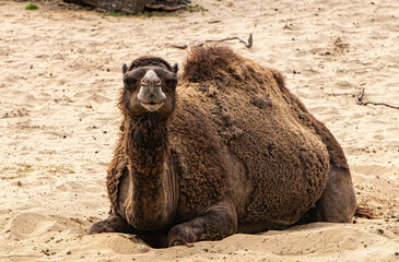 One-humped camel in the sandy desert