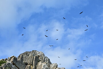 Vultures in flight, Monfragüe National Park, Cáceres, Extremadura, Spain.