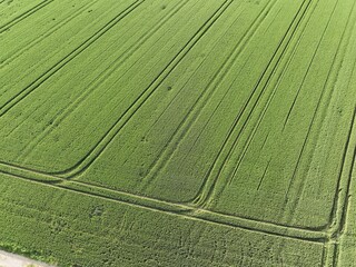 Symetrisch angebaute Felder durch Bauern im Sommer in Rheinland-Pfalz