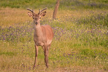 Obraz premium Young deer, Monfragüe National Park, Cáceres, Extremadura, Spain