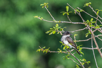 Closeup of an Eastern kingbird.