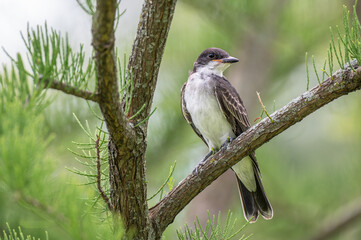 Closeup of an Eastern kingbird.