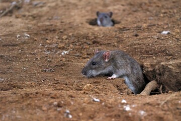 巣穴から出てきたドブネズミ