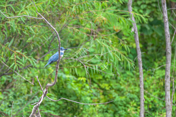 Belted kingfisher.